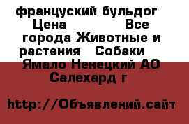 француский бульдог › Цена ­ 40 000 - Все города Животные и растения » Собаки   . Ямало-Ненецкий АО,Салехард г.